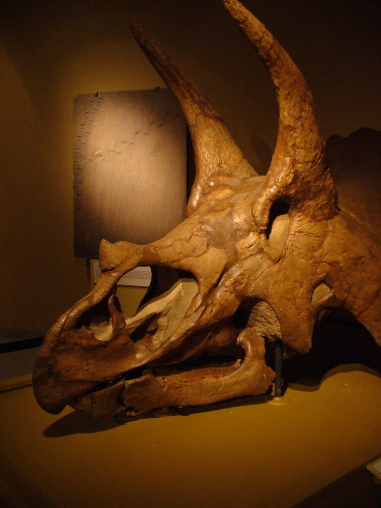 Triceratops skull at CU Natural History Museum, photo credit University of Colorado Museum of Natural History, CC BY 3.0 <https://creativecommons.org/licenses/by/3.0>, via Wikimedia Commons