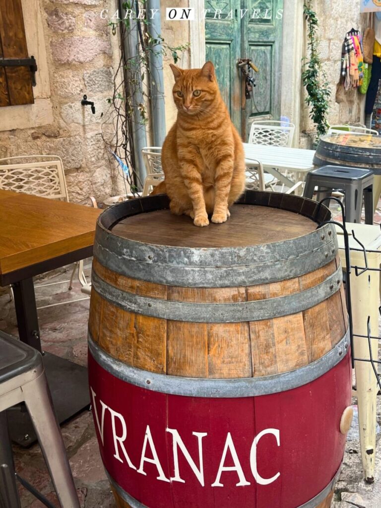 Cat in Old Town Kotor