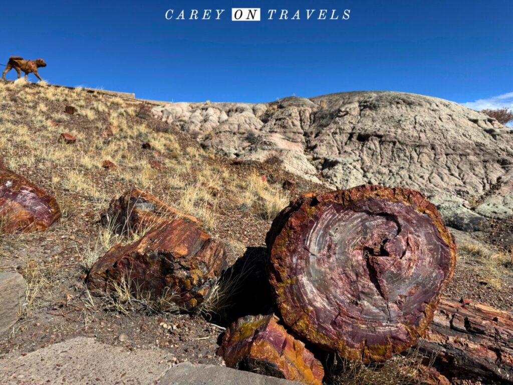 Giant Logs Trail Petrified Forest National Park