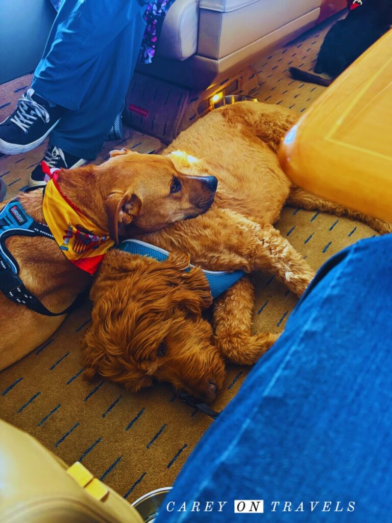 Flying with Large Dogs on Bark Air