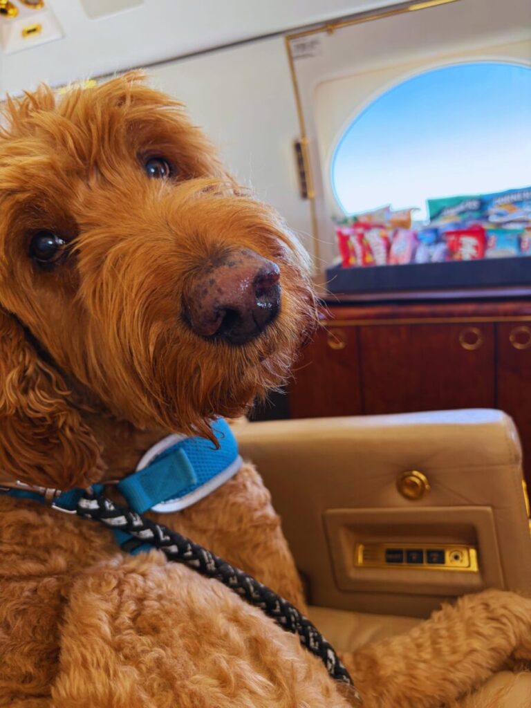 Our Large Dog Flying on K9Jets