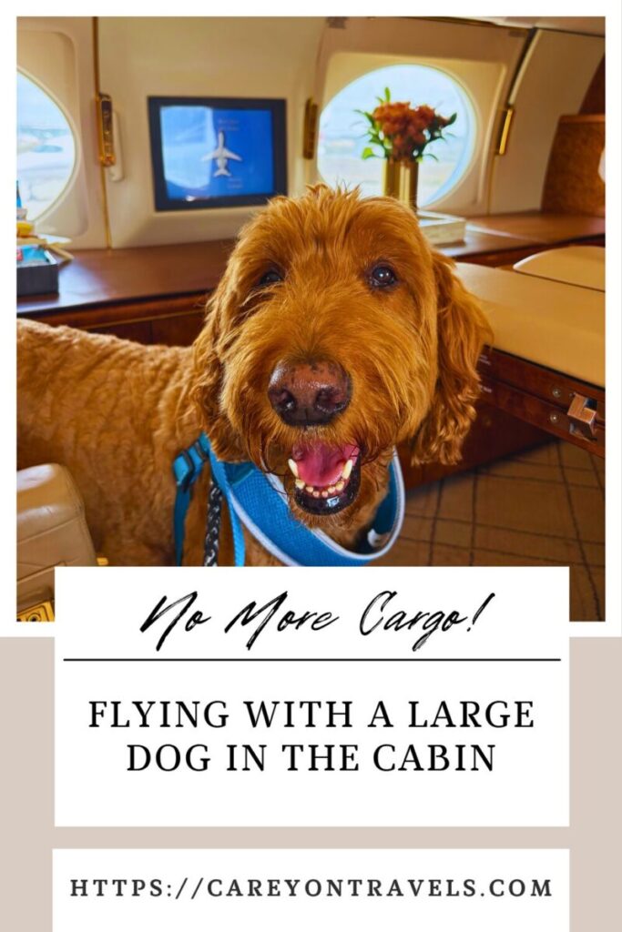 Flying with Large Dogs in the Cabin pin5