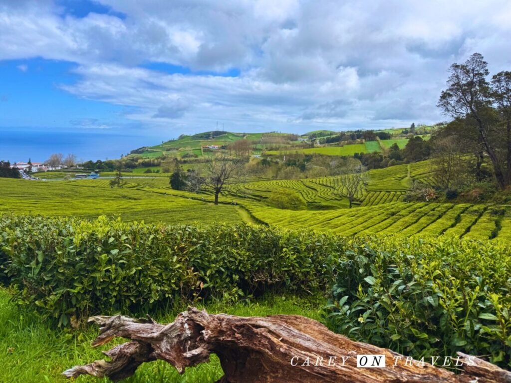 Gorreana Tea Plantation