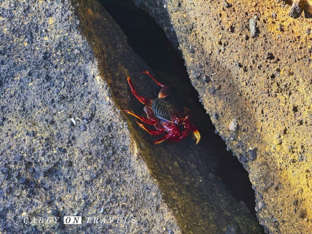 Vila Franca Islet Red Crab