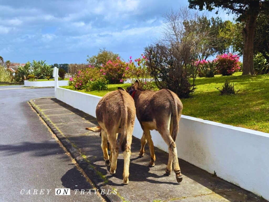 Walking with Rescued Donkeys in Água de Alto