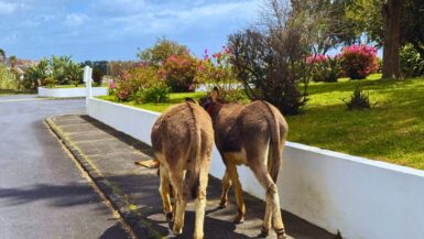 Walking with Rescued Donkeys in Água de Alto
