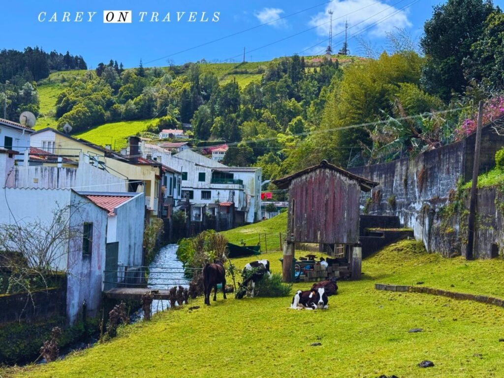 Cows in Furnas São Miguel