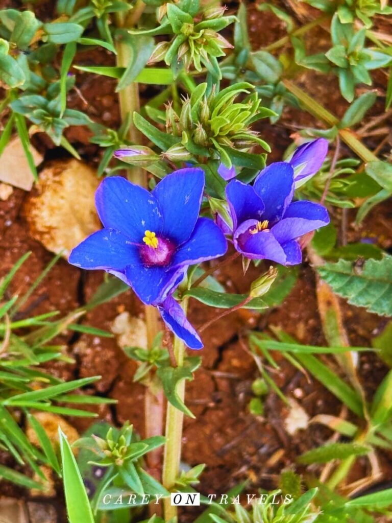 Purple Wildflowers at Cabo Espichel