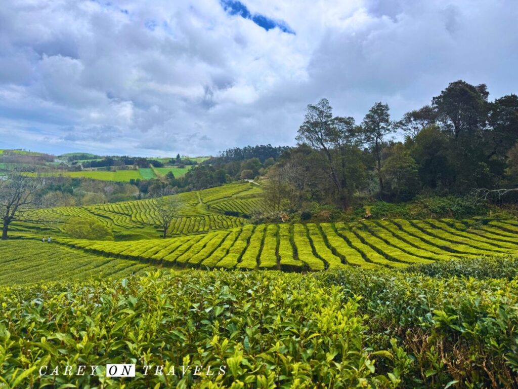 Gorreana Tea Plantation