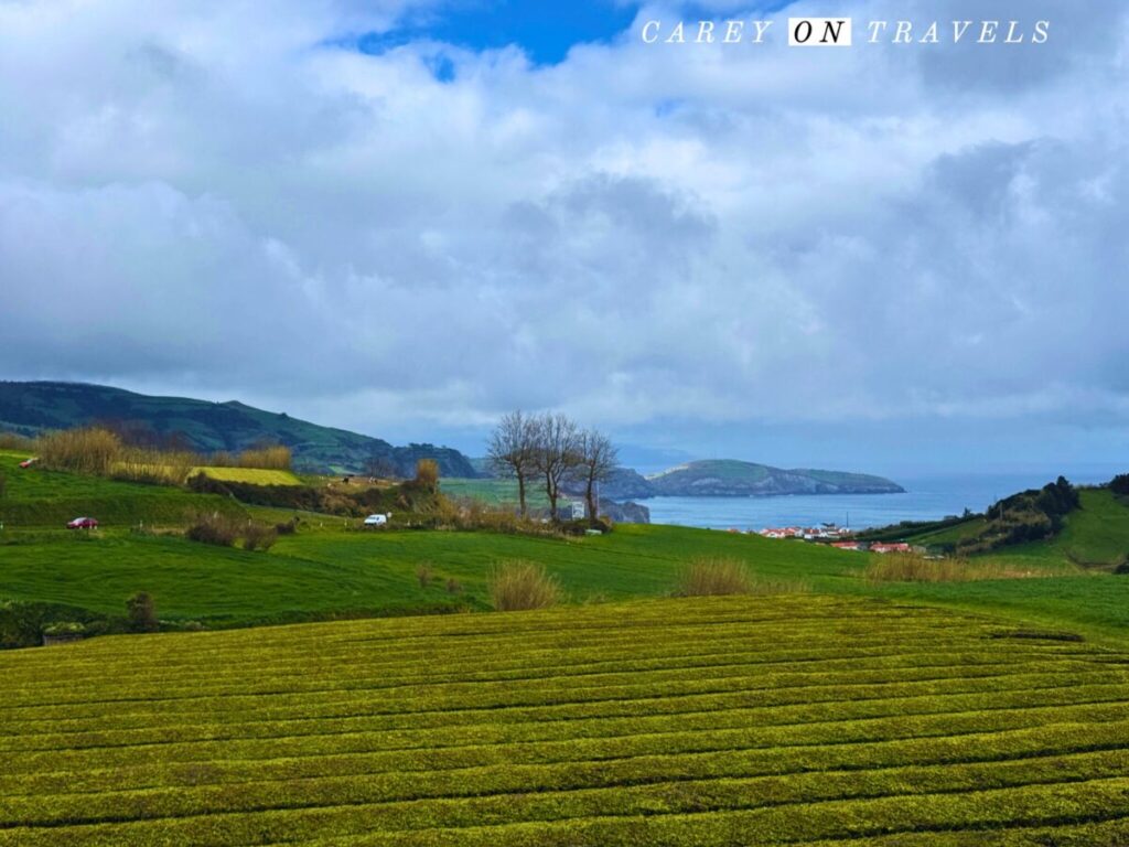 Gorreana Tea Plantation Views
