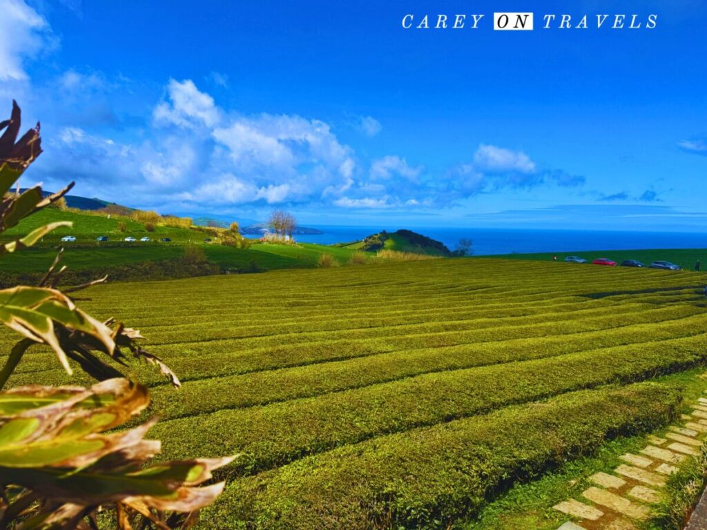 Gorreana Tea Plantation Views