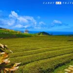 Gorreana Tea Plantation Views
