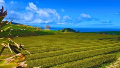 Gorreana Tea Plantation Views