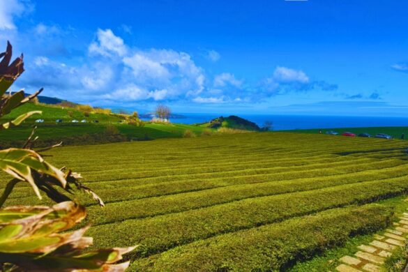 Gorreana Tea Plantation Views