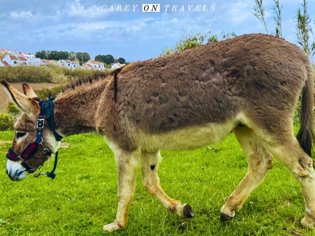 Happy Rescued Donkey Farm Experience Portugal