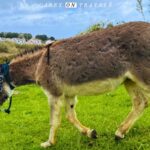Happy Rescued Donkey Farm Experience Portugal