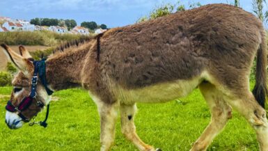 Happy Rescued Donkey Farm Experience Portugal