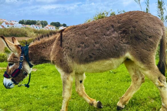 Happy Rescued Donkey Farm Experience Portugal