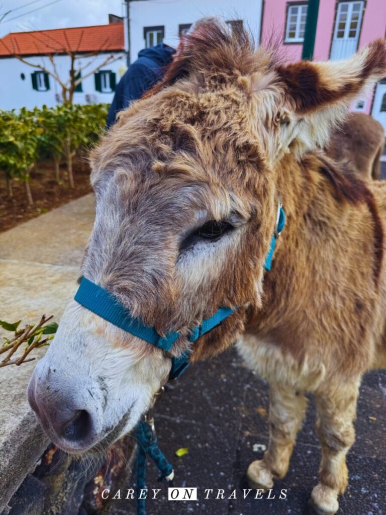Happy Rescued Donkey Farm Experience Portugal