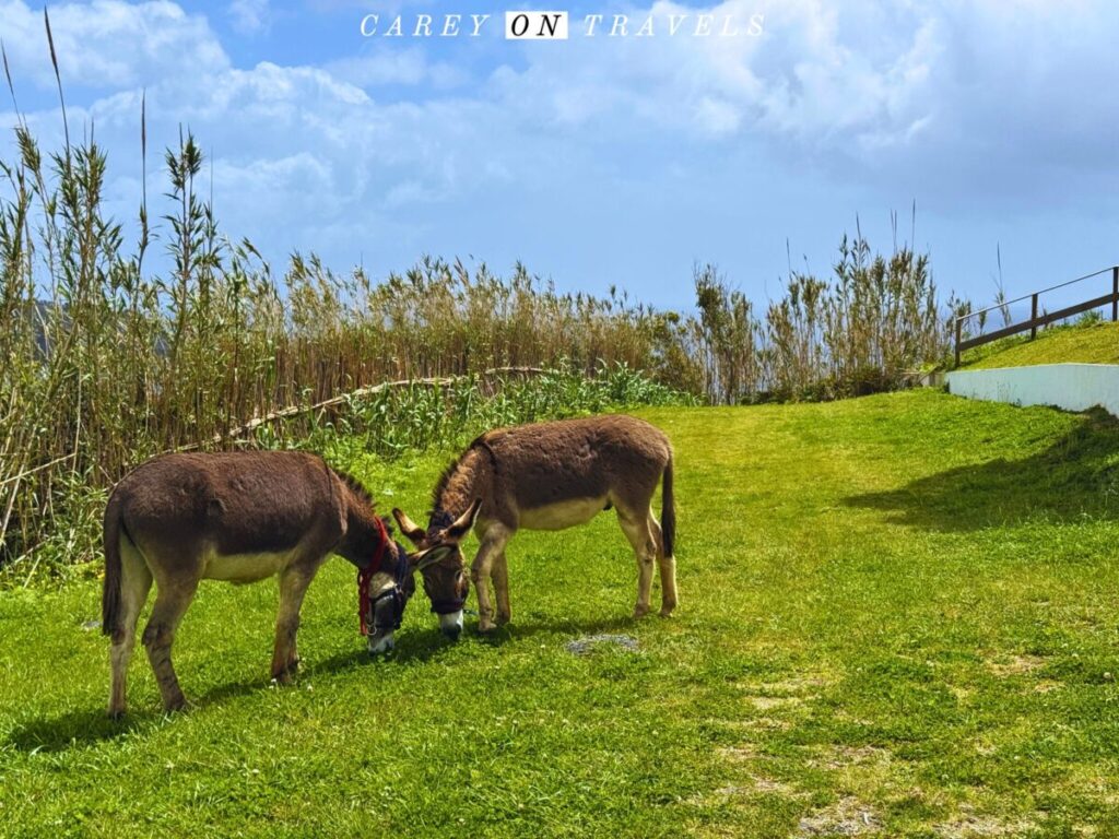 Happy Rescued Donkey Farm Experience Portugal