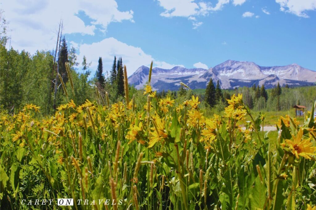Sunflowers on Kebler Pass
