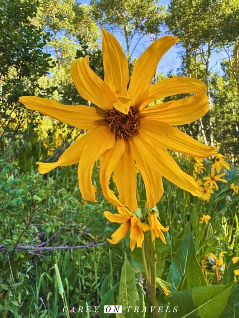 Aspen Sunflower taken on Swampy Trail off Ohio Pass