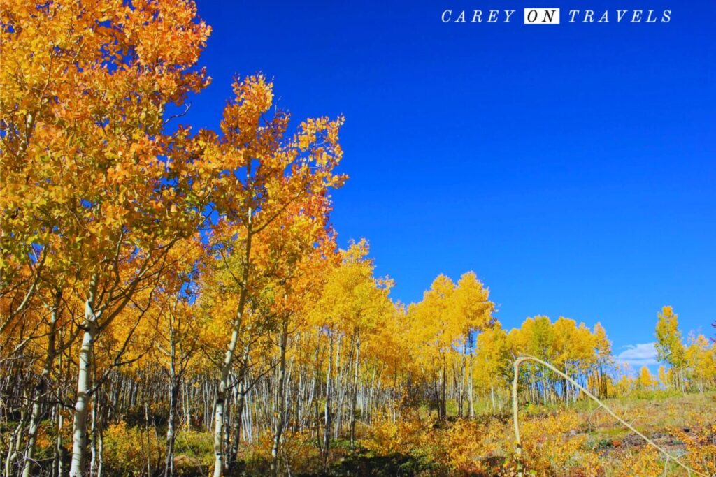 West Magnolia Road Front Range Boy Scout Trail in Fall