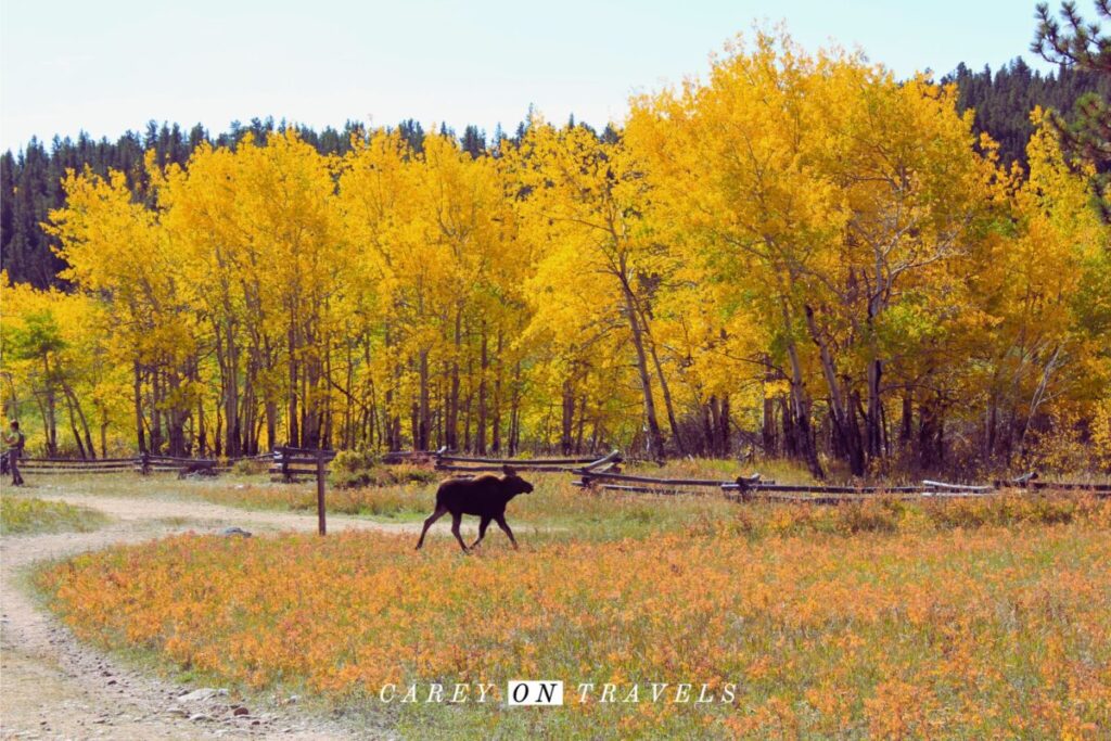 Caribou Ranch Moose Calf