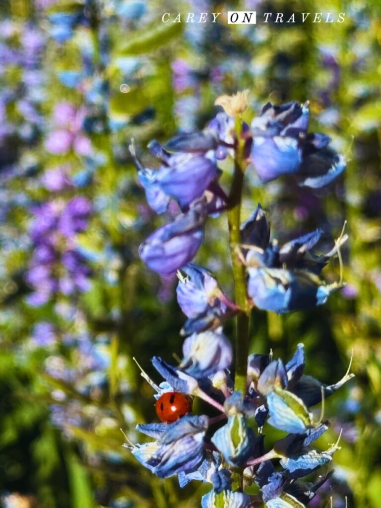 Lupine in Crested Butte
