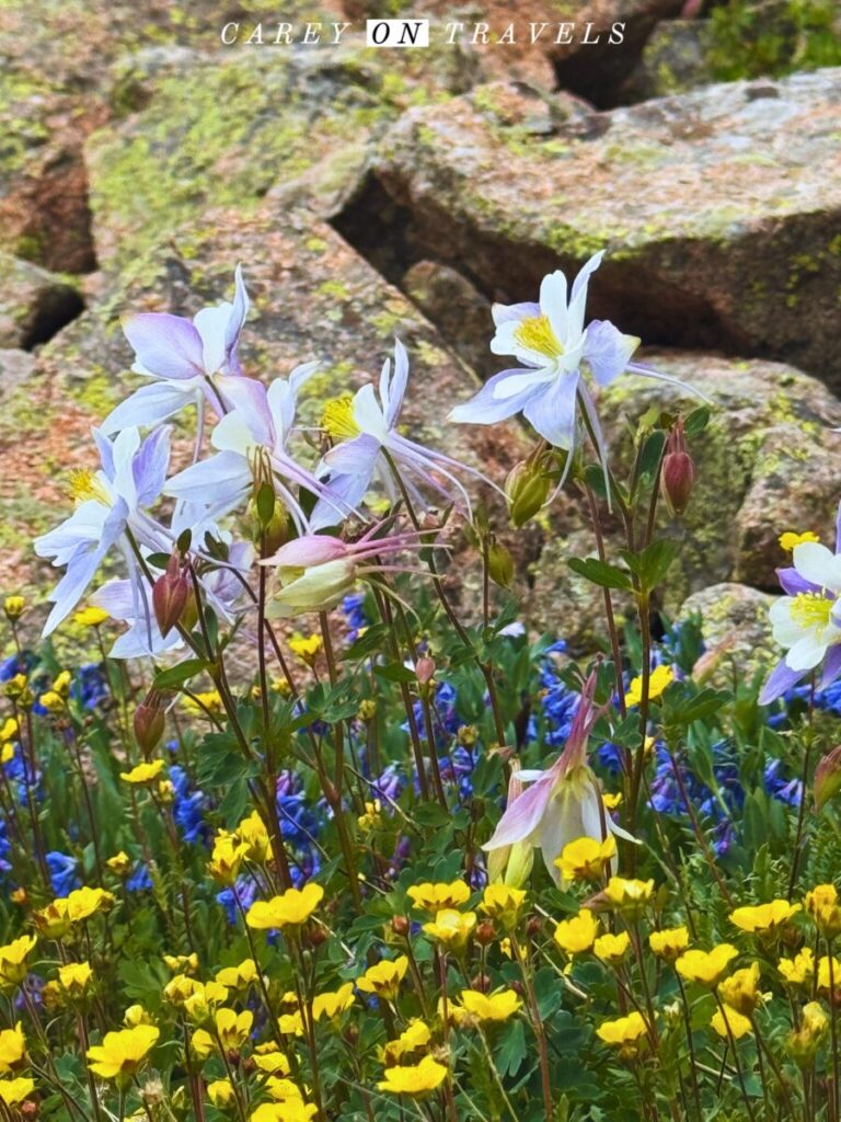 Wildflowers on the Lost Lake Trail