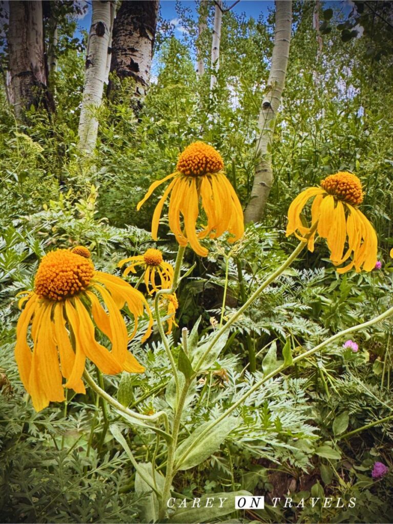 Sneeze Weed on Woods Walk in Crested Butte