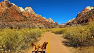 Dog-Friendly Pa'Rus Trail at Zion National Park in Winter