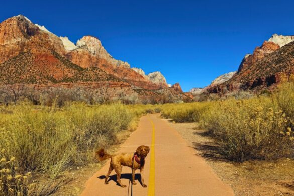 Dog-Friendly Pa'Rus Trail at Zion National Park in Winter
