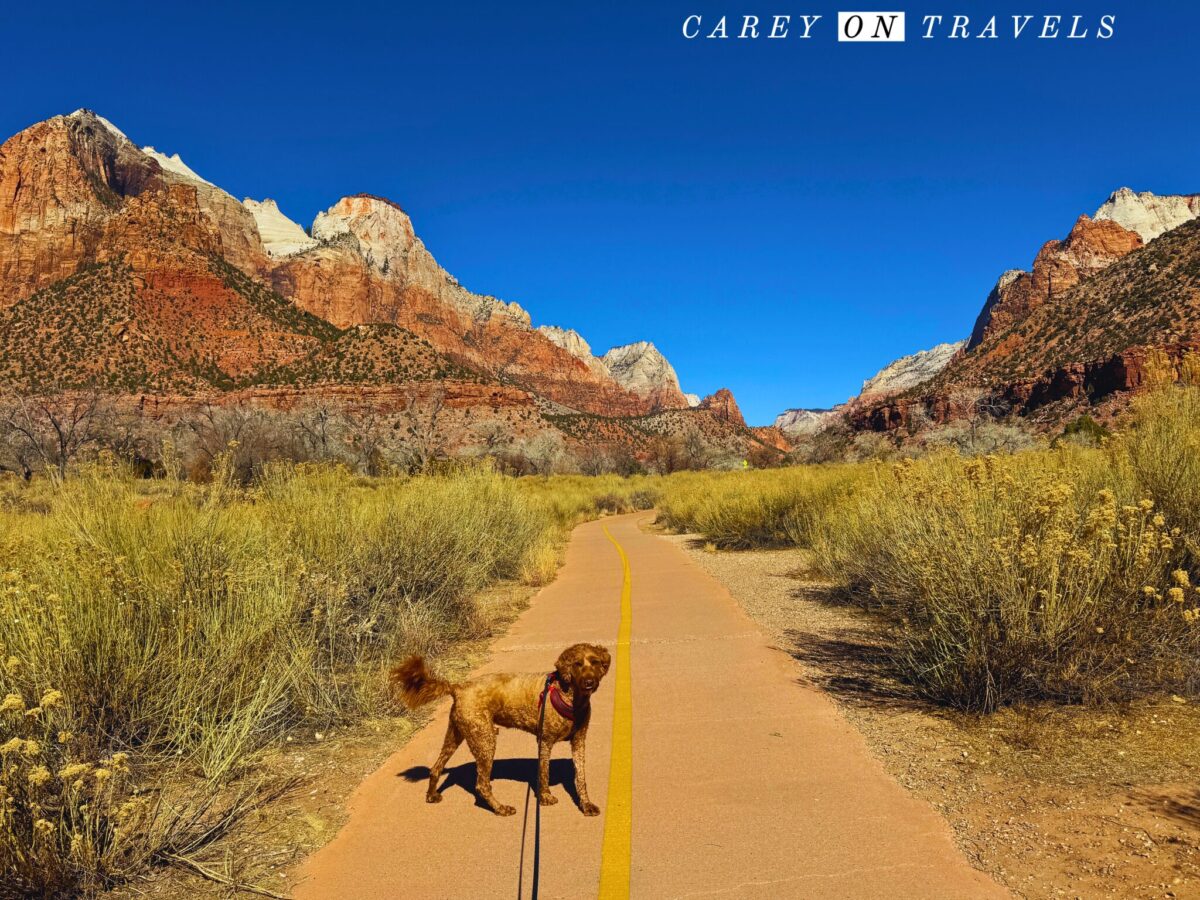 Dog-Friendly Pa'Rus Trail at Zion National Park in Winter