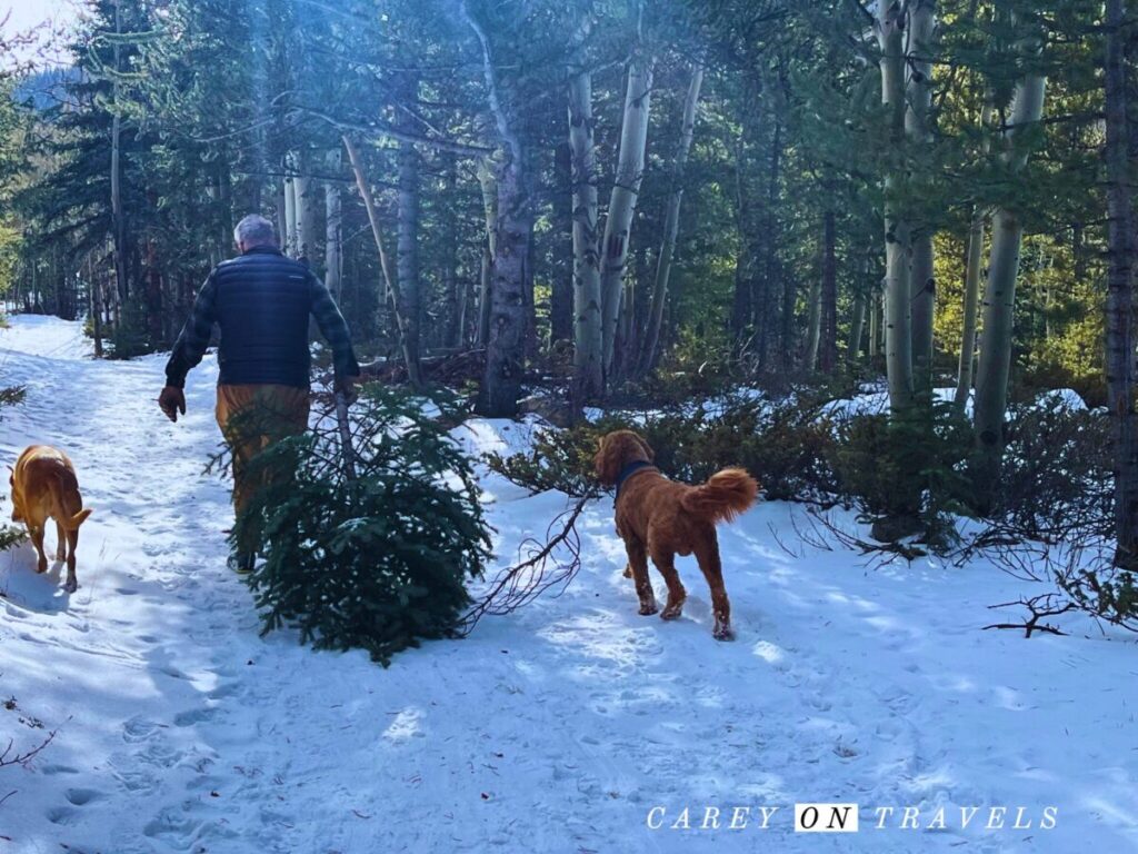 Christmas Tree Cutting Colorado 