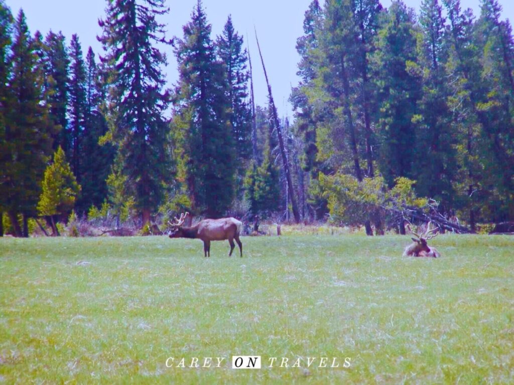 Moose on the Coyote Valley Trail in Rocky Mountain National Park (near the Grand Lake entrance)