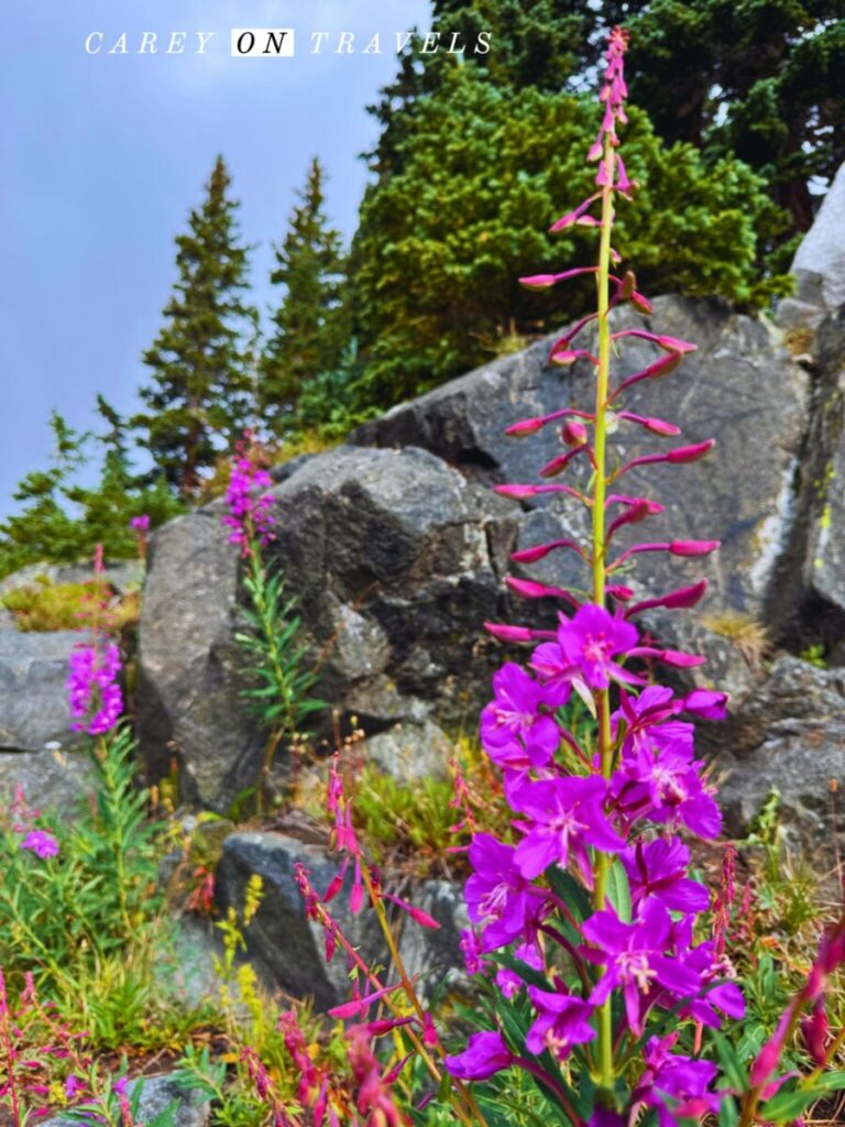 Fireweed near Lake Isabelle in Brainard Recreation Area