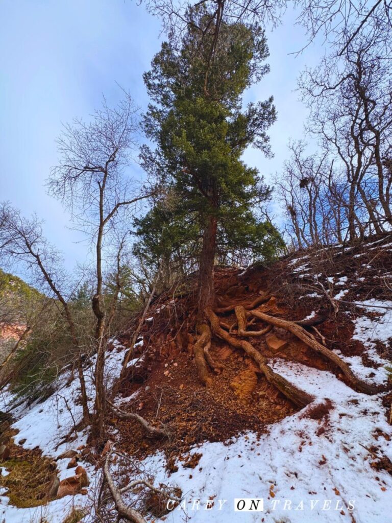 Tree Along Rifle Creek in Rifle Falls State Park