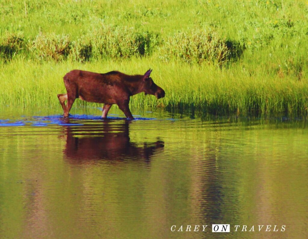 Rocky Mountain National Park Moose at Sheep Lake