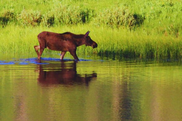 Rocky Mountain National Park Moose at Sheep Lake