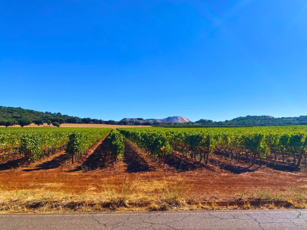 Biking passed Vineyards near Vila Viçosa Portugal, photo credit Trek Travel