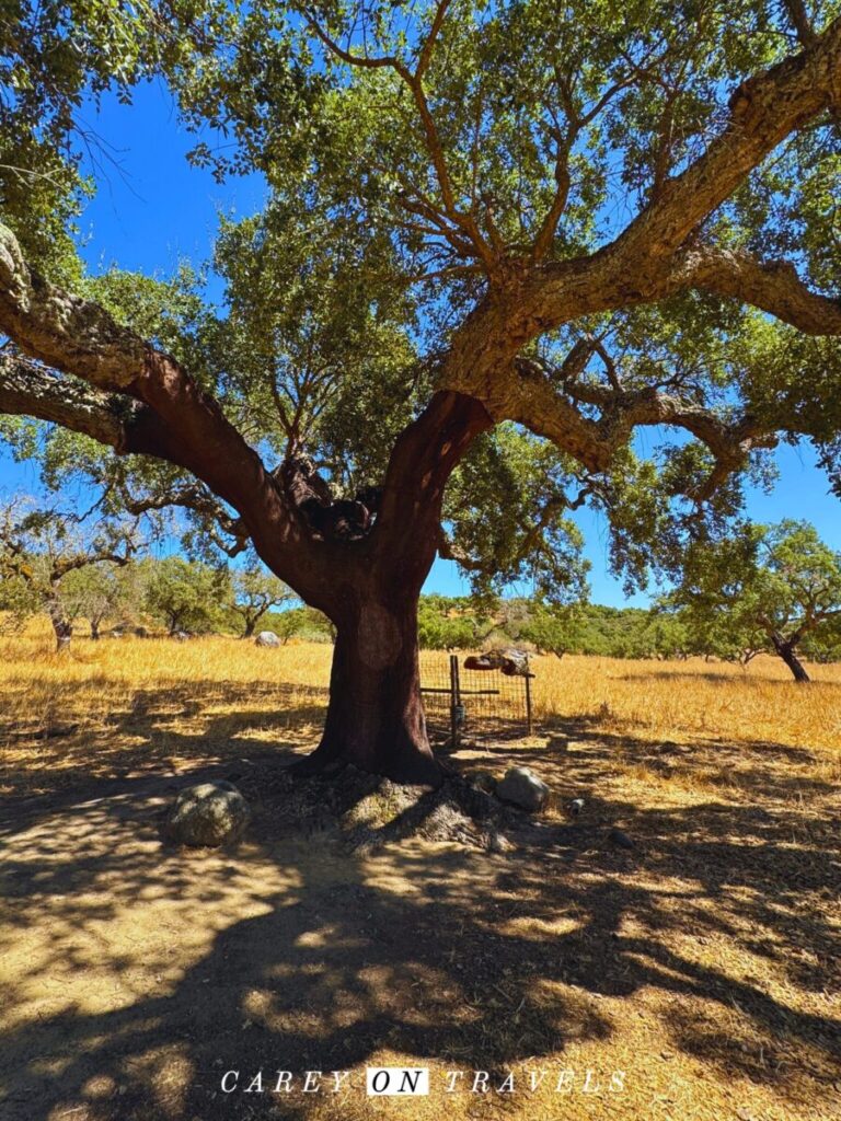 Tree Stripped of Cork (Cork Trekking Redondo)
