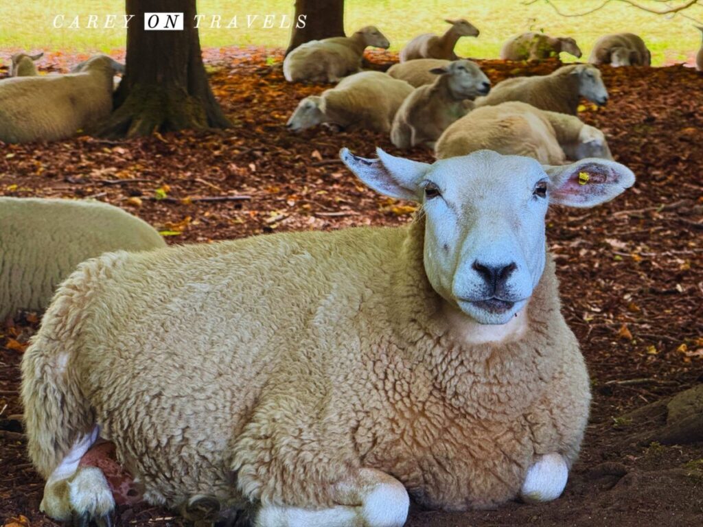 Sheep on the Lacock Abbey Grounds Cotswolds