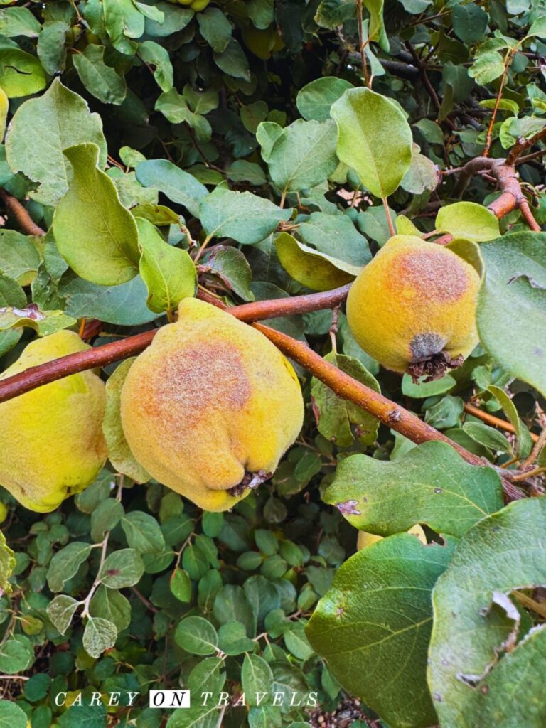 Fruit Trees on the Roman Villa Pisões Grounds Beja, Portugal