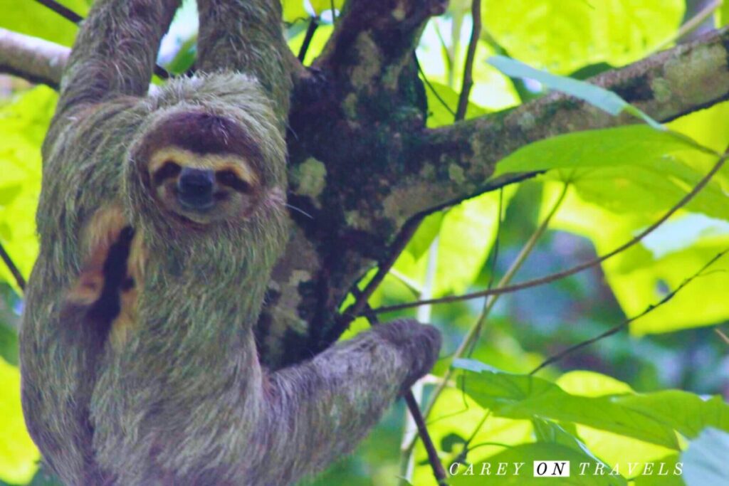Sloth in Quepos, Costa Rica