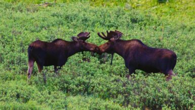 Moose off of Ohio Pass near Crested Butte Colorado