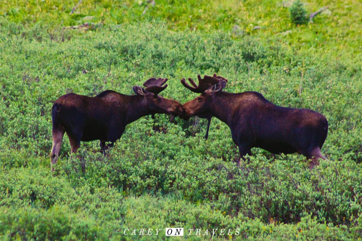 Moose off of Ohio Pass near Crested Butte Colorado
