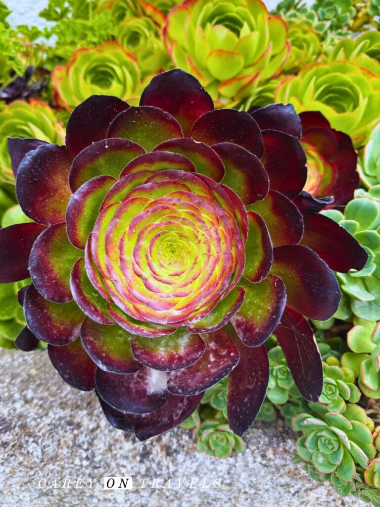 St. Michael's Mount Castle Gardens