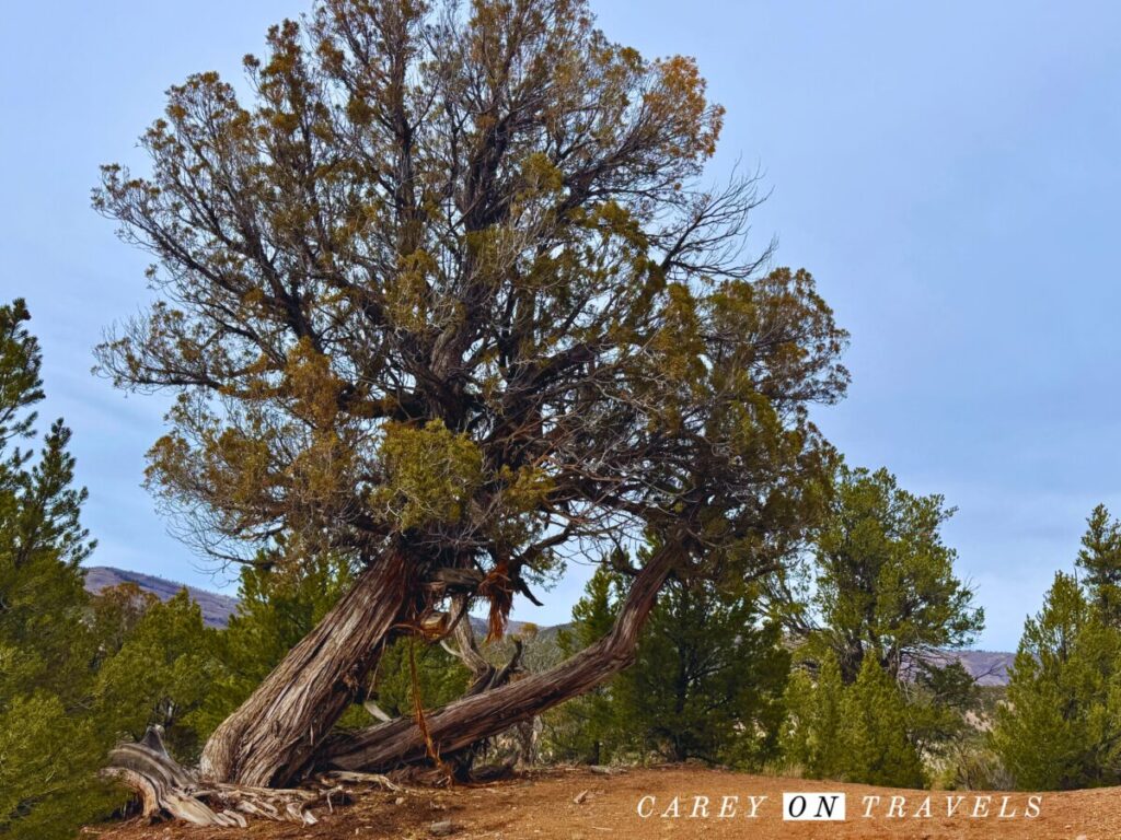 Trail to Radium Hot Springs Colorado