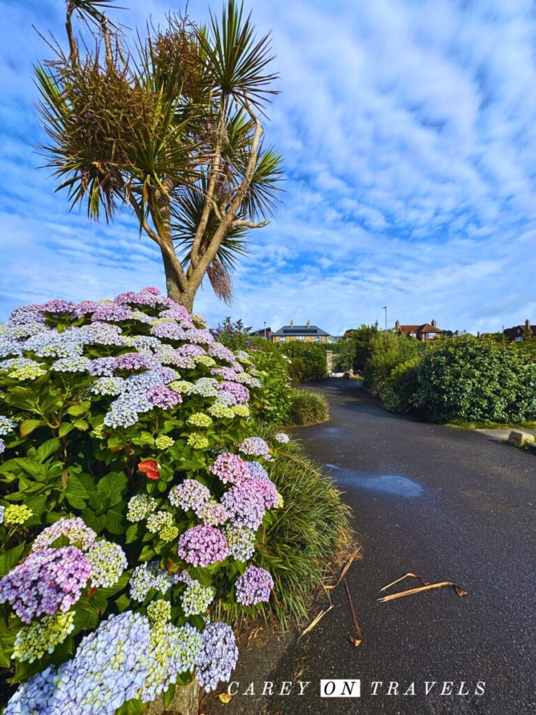 Begonia's along Penzance's Coastal Promenade